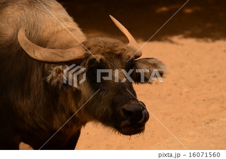 アジアスイギュウ 16071560