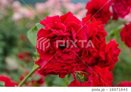 バラ ダイナマイト バラ ダイナマイト 16071643