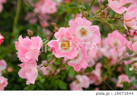 バラ　ビンゴメイディランド 16071644