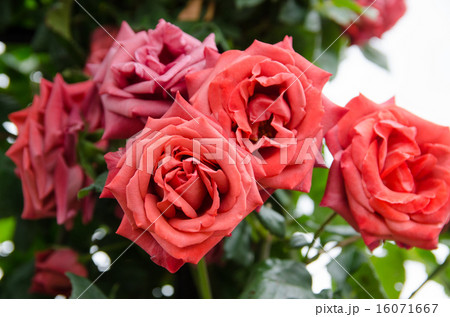 バラ テラコッタ バラ テラコッタ 16071667