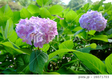 紫陽花 16071703