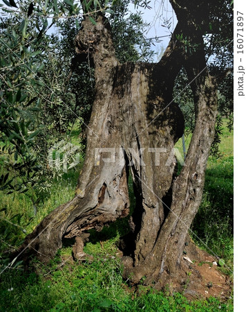 trunks of olive trees - Apulia - ITALY 16071897