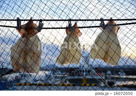 函館漁港のイカ釣り船とイカの天日干し風景の写真素材