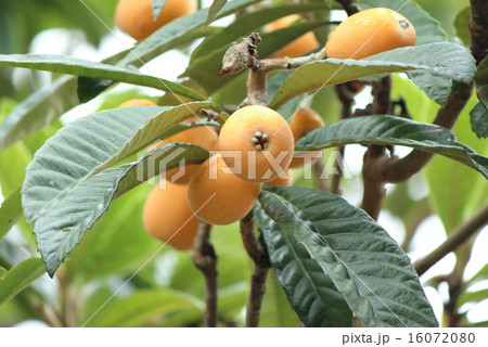 びわ びわ 16072080