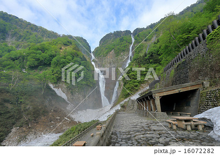 春の称名滝とハンノキ滝 16072282