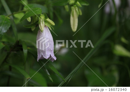植物 花 ホタルブクロ 植物 花 ホタルブクロ 16072340