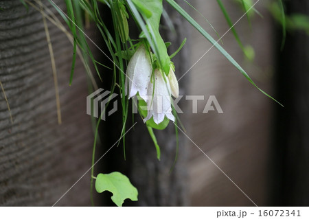 植物 花 ホタルブクロ 植物 花 ホタルブクロ 16072341