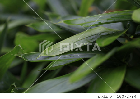 植物 花 熊笹の写真素材