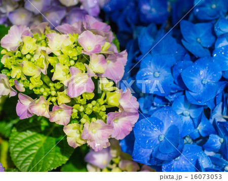 あじさい／カラフル３ 16073053