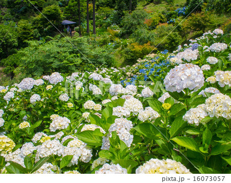 あじさい群生1 あじさい群生1 16073057