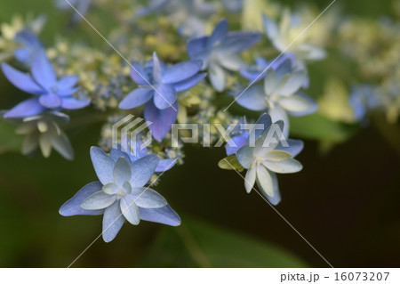 アジサイ（剣の舞） 16073207