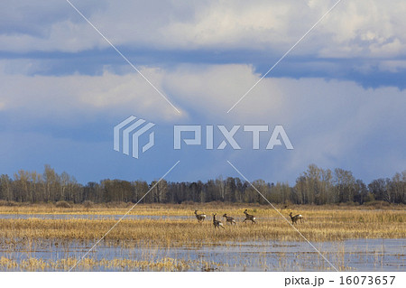 A herd of deer running on a flooded field. A herd of deer running on a flooded field. 16073657