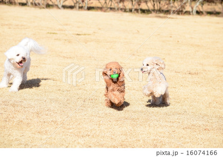 まてまて～♪ 16074166