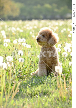 たんぽぽ♪ 16074201