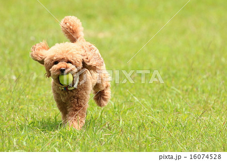 とったど~♪ とったど~♪ 16074528