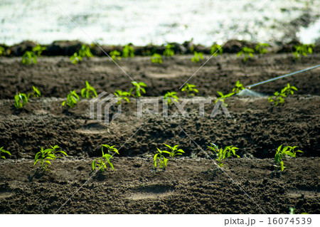 insecticides spraying 16074539