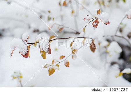 Under the snow 16074727