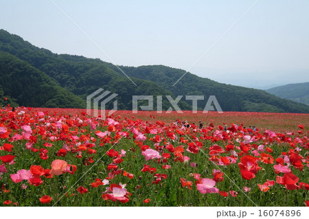 ポピー畑 16074896