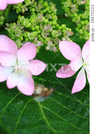 紫陽花400 紫陽花400 16075222