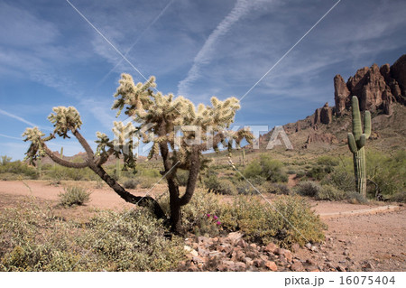 Lost Dutchman State Park, Arizona, USA 16075404