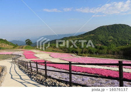 茶臼山芝桜 16076137