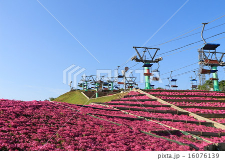 茶臼山芝桜 16076139