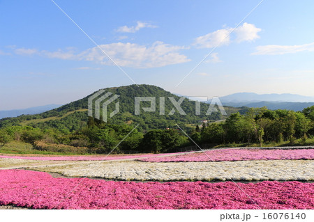 茶臼山芝桜 16076140