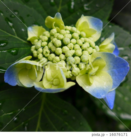 額紫陽花の蕾 額紫陽花の蕾 16076171