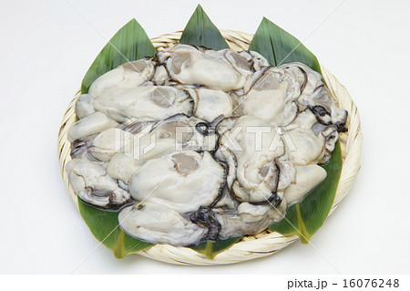 剥き牡蠣 16076248