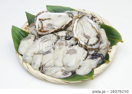 剥き牡蠣 剥き牡蠣 16076250