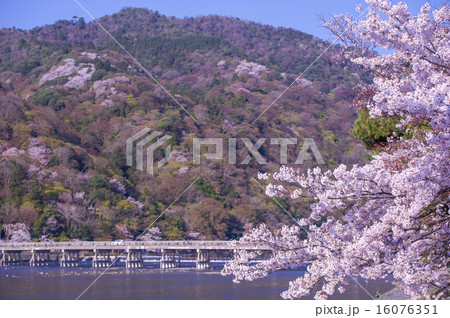 嵐山の桜の写真素材