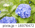 あじさい 16076472
