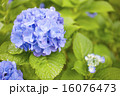 あじさい 16076473