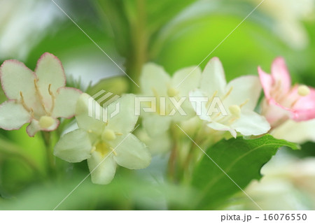 自然 植物 ハコネウツギ 日本固有種です 花の色が白から赤に変化するので庭木として人気があるようですの写真素材