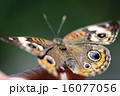 Common Buckeye Junonia Coenia 16077056