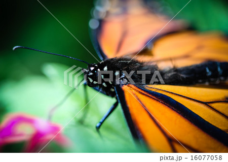 Monarch Danaus Plexippus 16077058