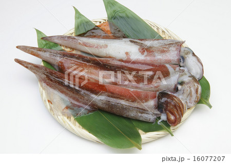 生ヤリイカ 16077207