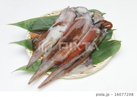 生ヤリイカ 16077208