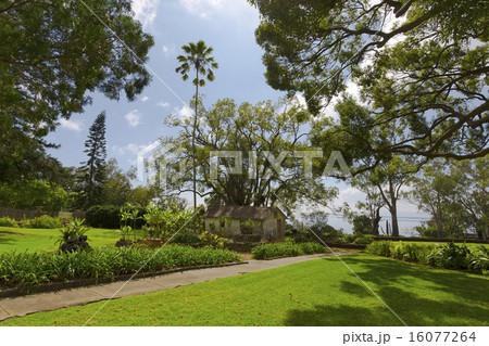 ウルパラクア高原〜Maui Green 16077264