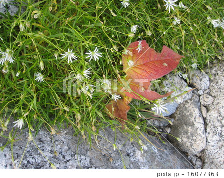 イワツメクサと落ち葉 16077363