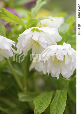 クリスマスローズ・糸ピコティダブル クリスマスローズ・糸ピコティダブル 16083582