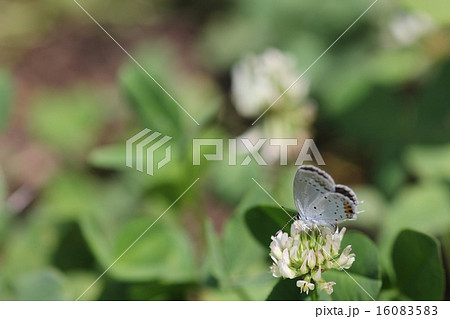 ツバメシジミ０１ 16083583
