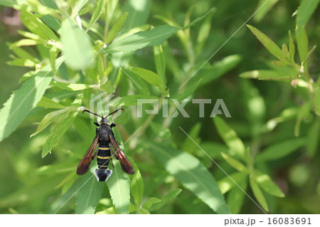 蜂に擬態する蛾ヒメアトスカシバのオス０３ 16083691