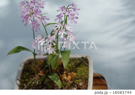 お茶席 花 お茶席 花 16083744