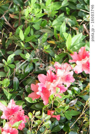 2015春神石高原28 2015春神石高原28 16083746