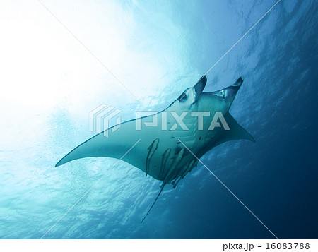 マンタ 16083788