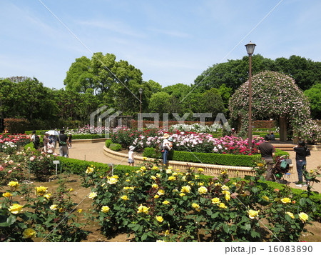春バラが咲く柏の葉公園のバラ園 春バラが咲く柏の葉公園のバラ園 16083890