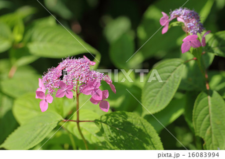エゾアジサイの花 16083994