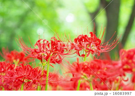 彼岸花 彼岸花 16083997