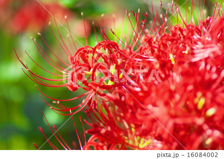 彼岸花のクローズアップ 16084002